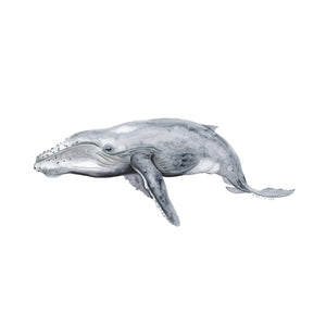 Humpback Whale Watercolor Art