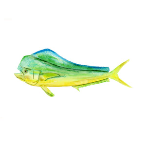Dorado Fish Painting