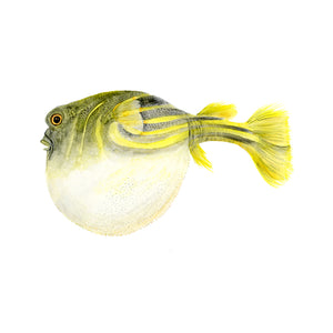 Northern Puffer Fish without Text