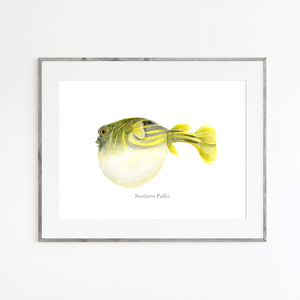Northern Puffer Watercolor Art