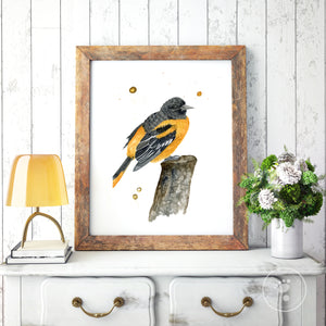 Baltimore Oriole Watercolor