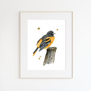 Baltimore Oriole Wall Decor