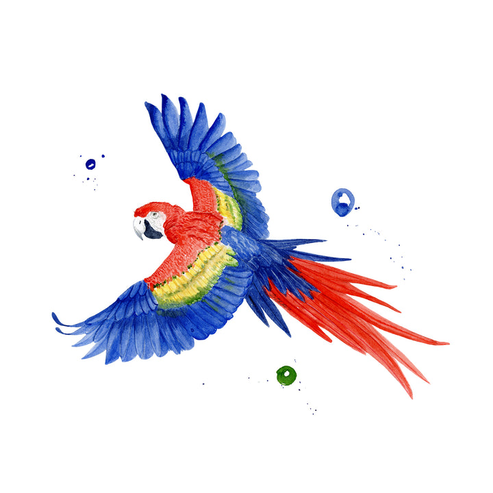 Scarlet Macaw Art Print