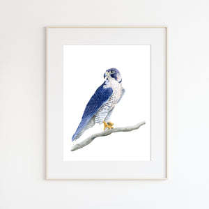 Peregrine Falcon Watercolor - Brett Blumenthal | Tiny Toes Design