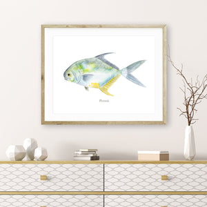 Permit Fish Mount Print