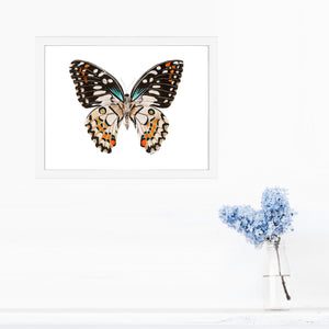 Framed Portrait Flittering Butterfly Print