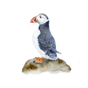 Puffin Wall Art