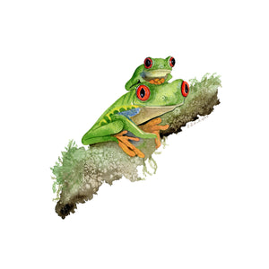 Red Eyed Tree Frog Illustration