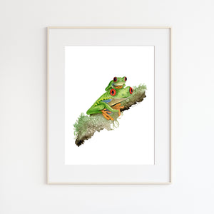 Red Eyed Tree Frog Watercolor