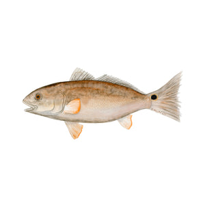 Redfish Illustration Print