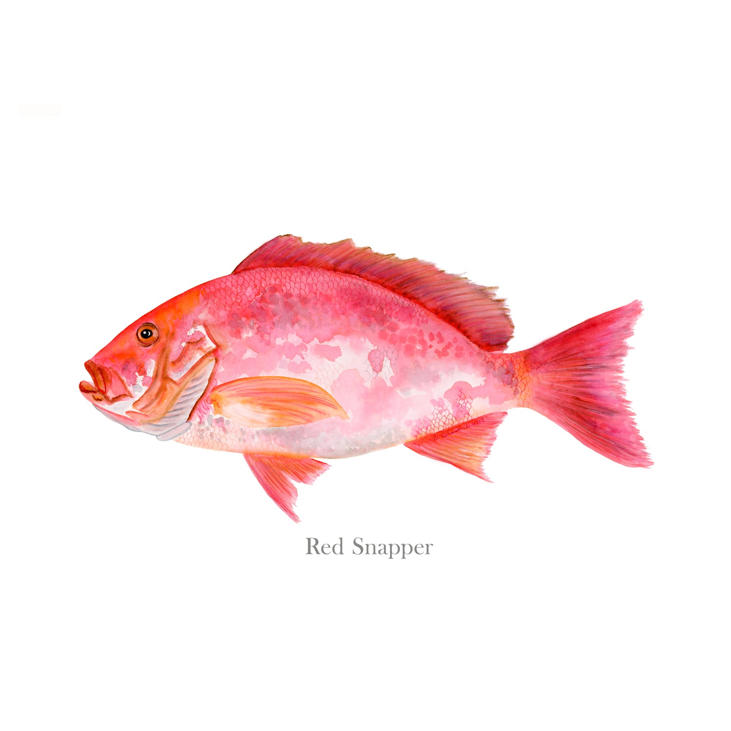 Red Snapper Watercolor Print  Tropical Fish Art Print - Tiny Toes Design