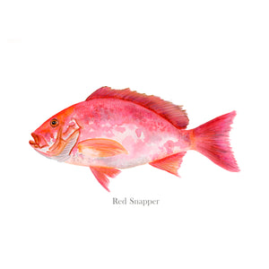 Red Snapper Illustration