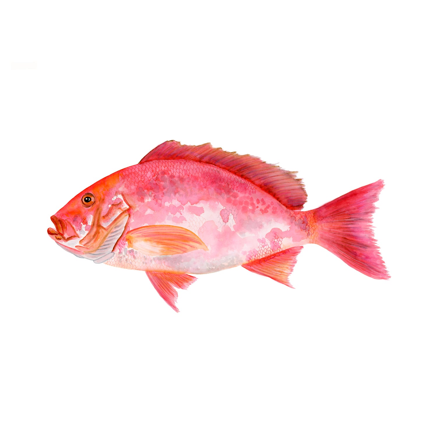 Snapper Fish In Water
