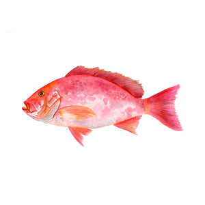 Red Snapper Watercolor Print
