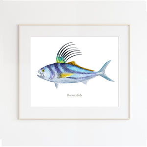 Roosterfish Watercolor Art