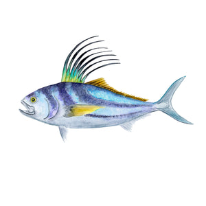 Roosterfish Scientific Illustration