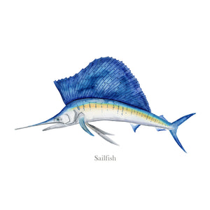 Sailfish Watercolor Mount Print