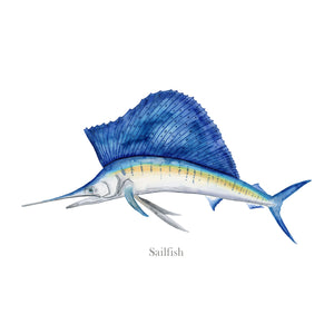 Billfish Watercolor Print