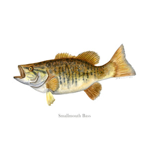 Smallmouth Bass Portrait with text