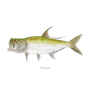 Tarpon Watercolor Print