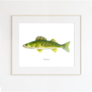 Walleye Watercolor Print
