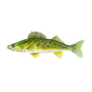 Walleye Art Print