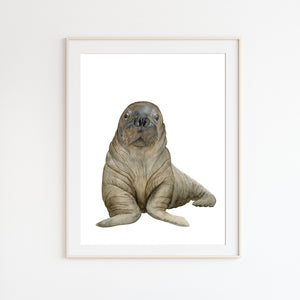 Walrus Watercolor Art Print