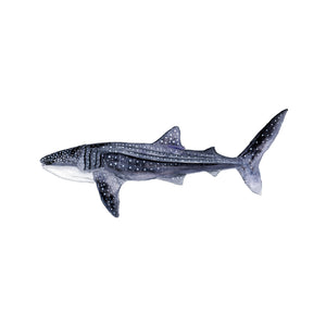 Whale Shark Scandinavian Art