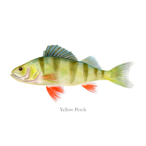 Yellow Perch Scientific Illustration