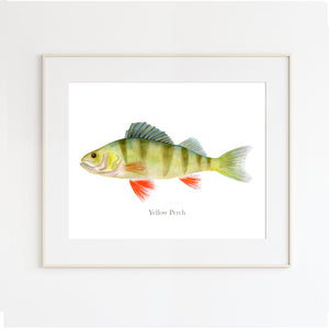 Yellow Perch Watercolor Print