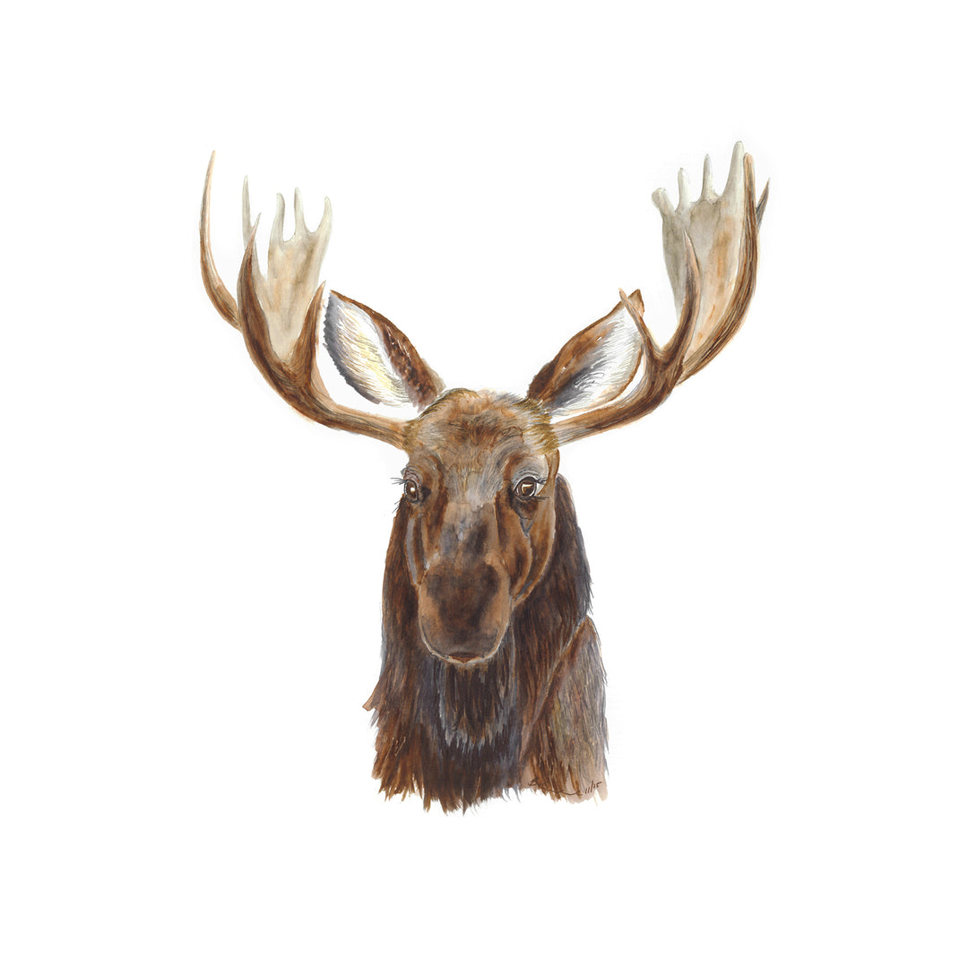 Moose Decor