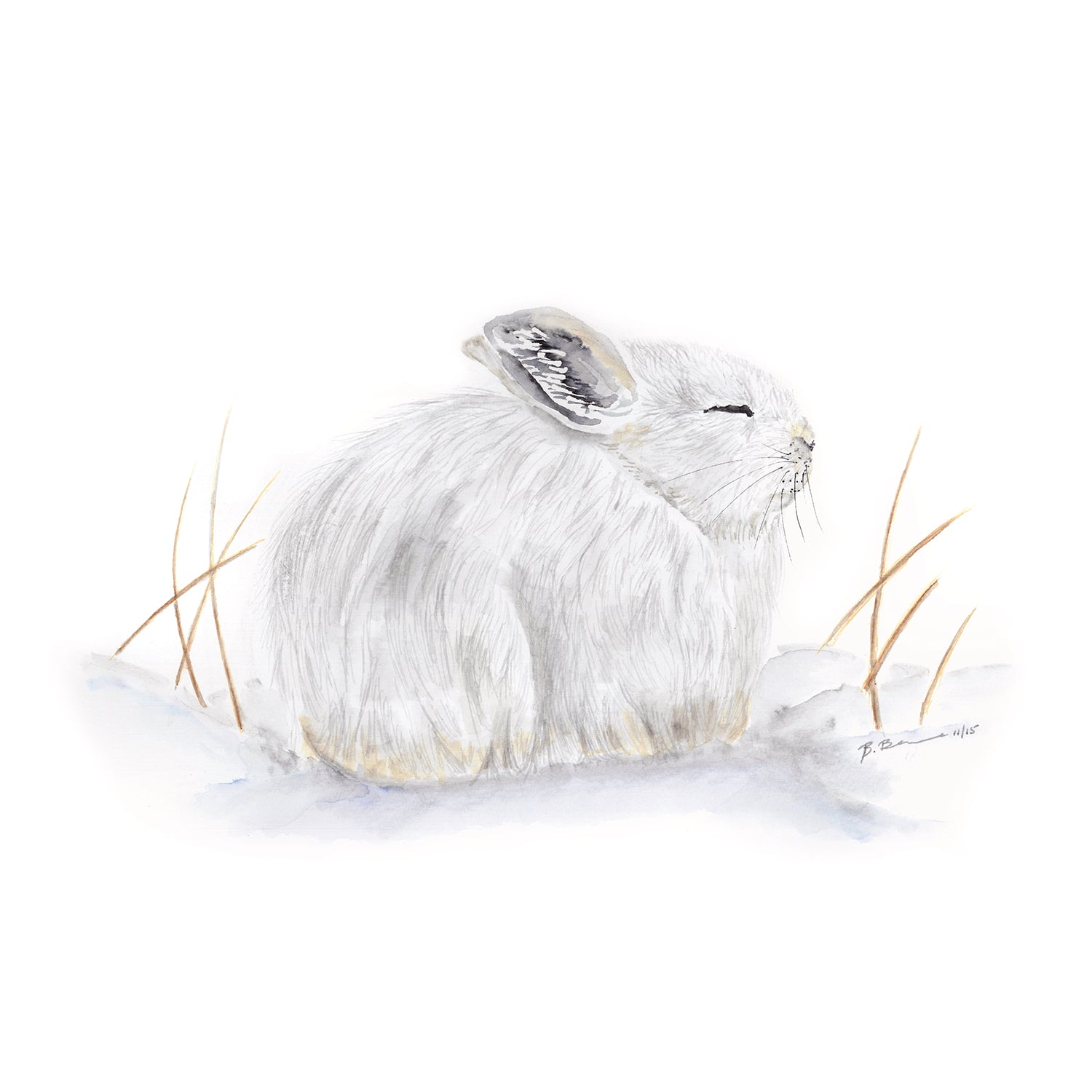 Arctic Hare Drawing