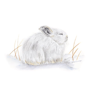 Arctic Hare Watercolor