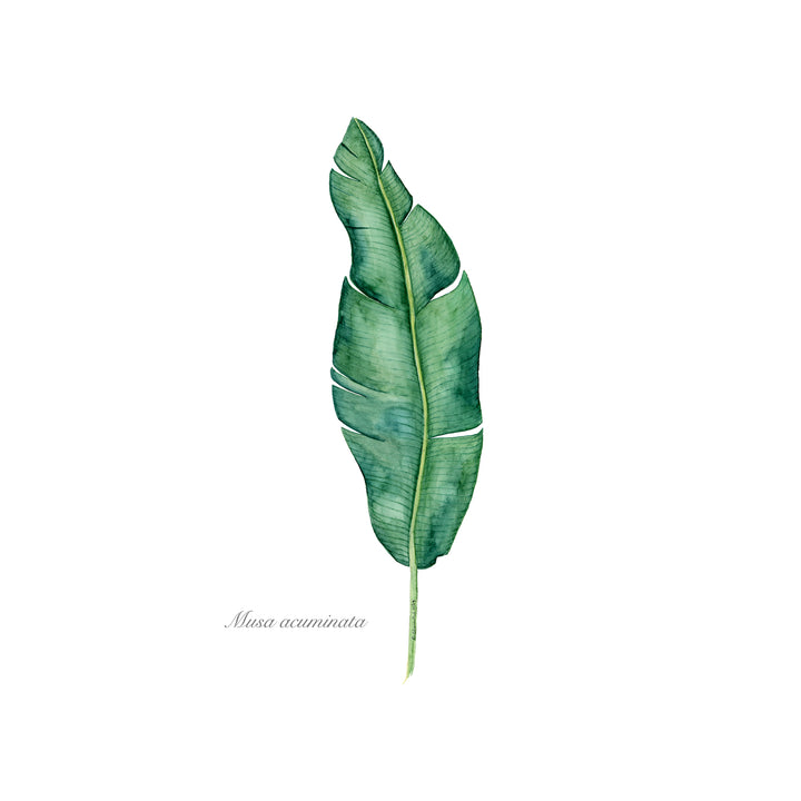 Banana Leaf Botanical Print