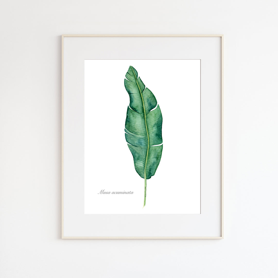 Banana Leaf Watercolor Illustration