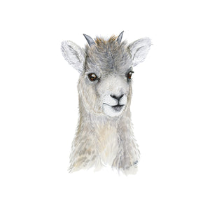 Baby Big Horn Sheep Watercolor