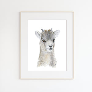 Baby Big Horn Sheep Portrait