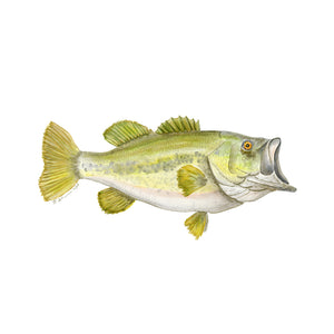 Largemouth Bass Portrait