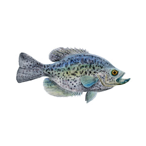 Black Crappie Watercolor without Text