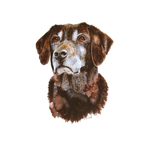 Chocolate Lab Watercolor