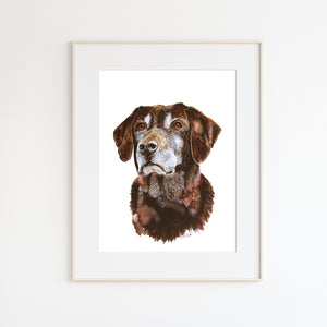 Chocolate Lab Pet Portrait