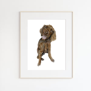 Boykin Spaniel Watercolor Painting