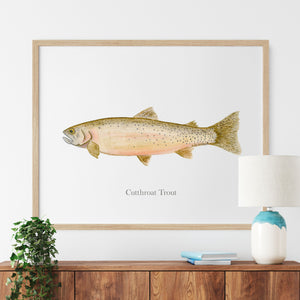 a picture of a cutthroat trout hanging on a wall