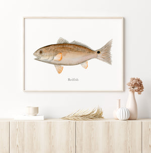 a picture of a redfish hanging on a wall