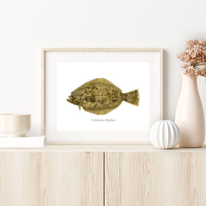 a picture of a California Halibut on a shelf