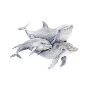 Dolphin Family Illustration