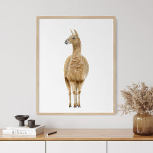 Llama Nursery Decor
