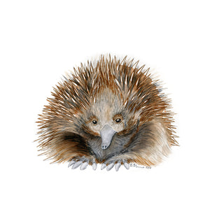 Echidna Illustration Print