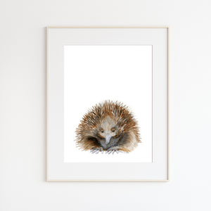 Echidna Watercolor Painting