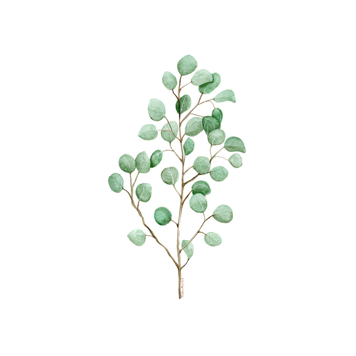 Eucalyptus Botanical Art